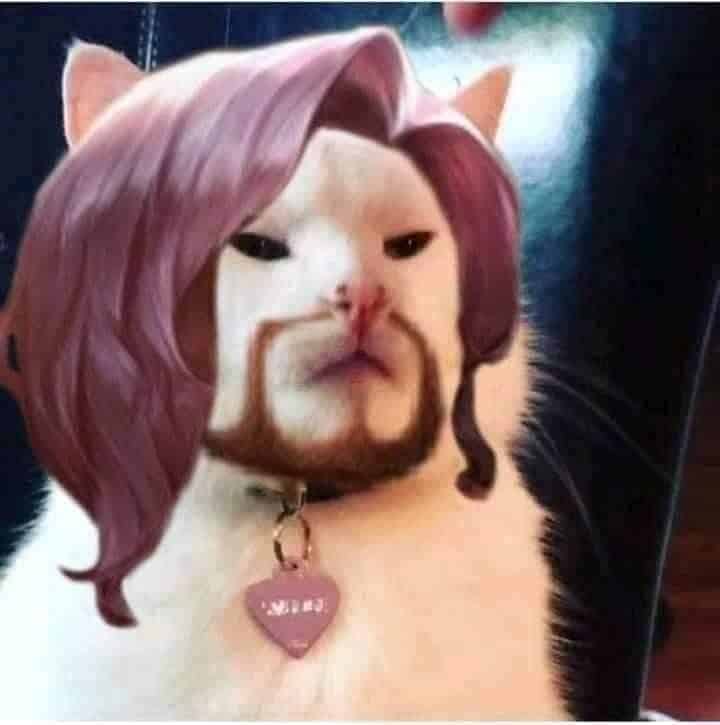 Tổng hợp 96 về avatar meme mèo  headenglisheduvn