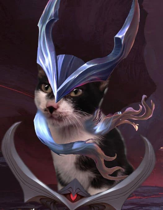 Ảnh Mèo Liên Quân Cute ❤️️100+ Hình Nền, Avatar Mèo LQ Đẹp