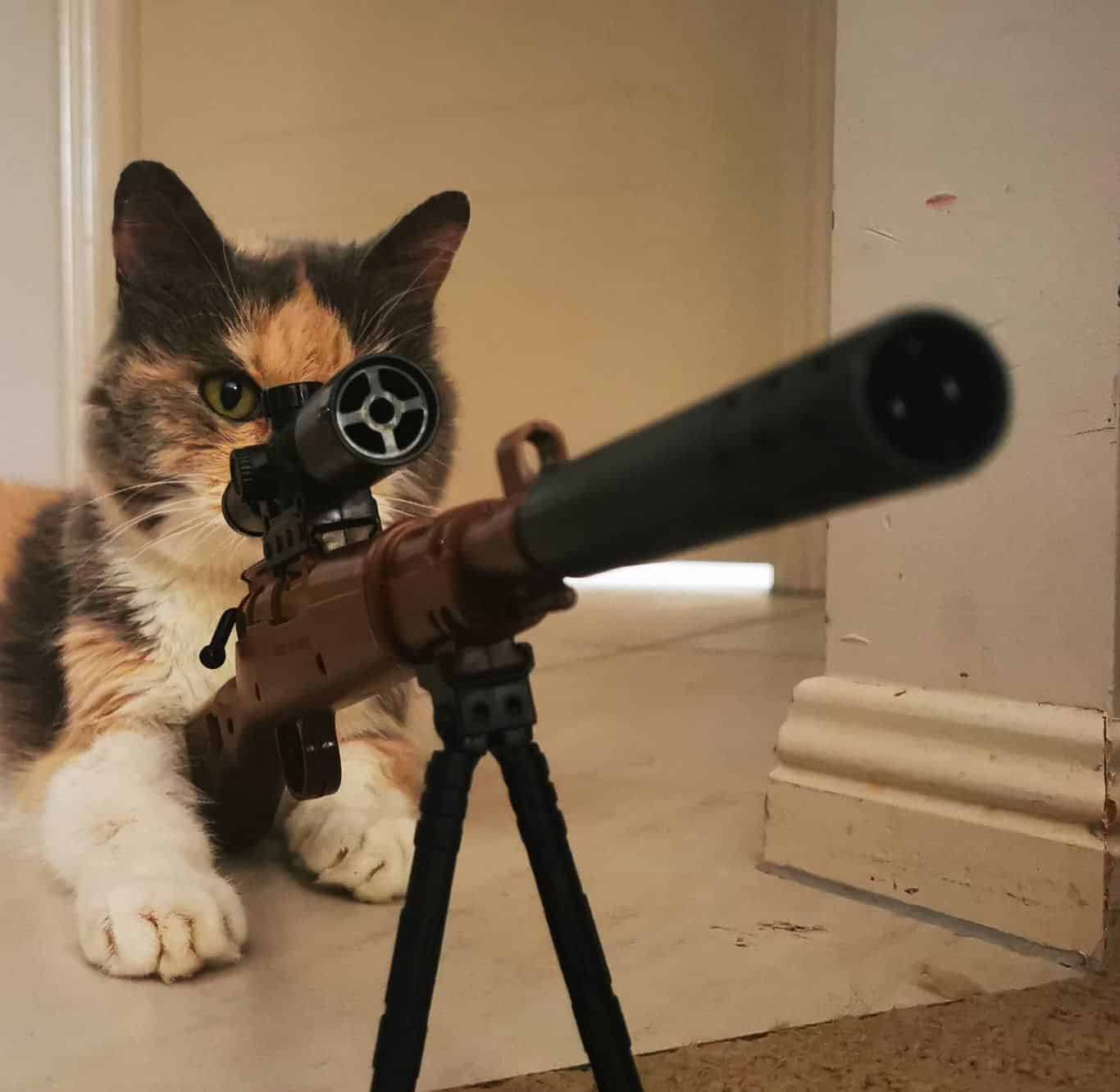 Hình mèo cầm súng Free Fire ngầu