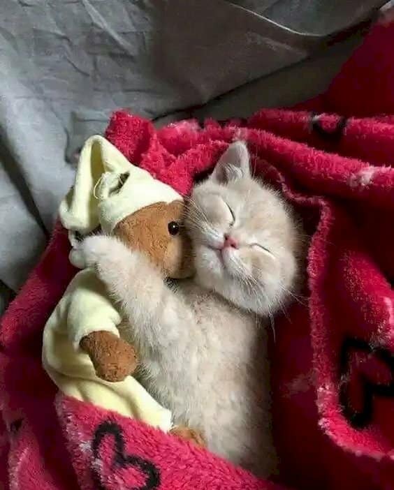 Bé Mèo Ngủ Dễ Thương