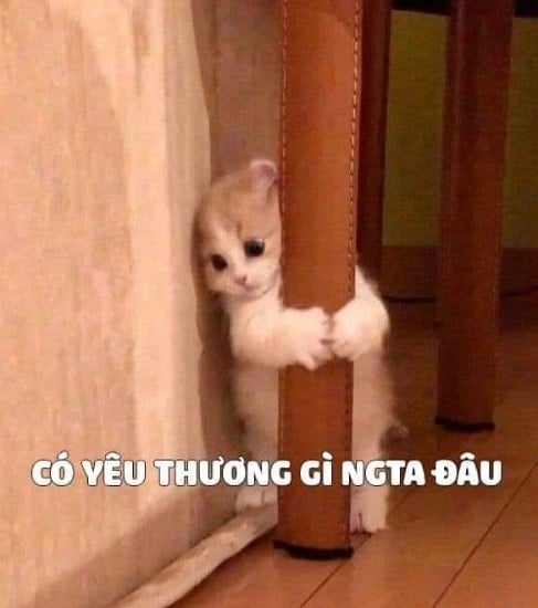 Chế Hình Chú Mèo Dỗi Hờn Hài