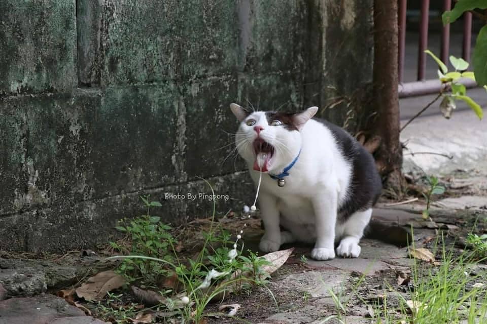 Chú Mèo Buồn Nôn