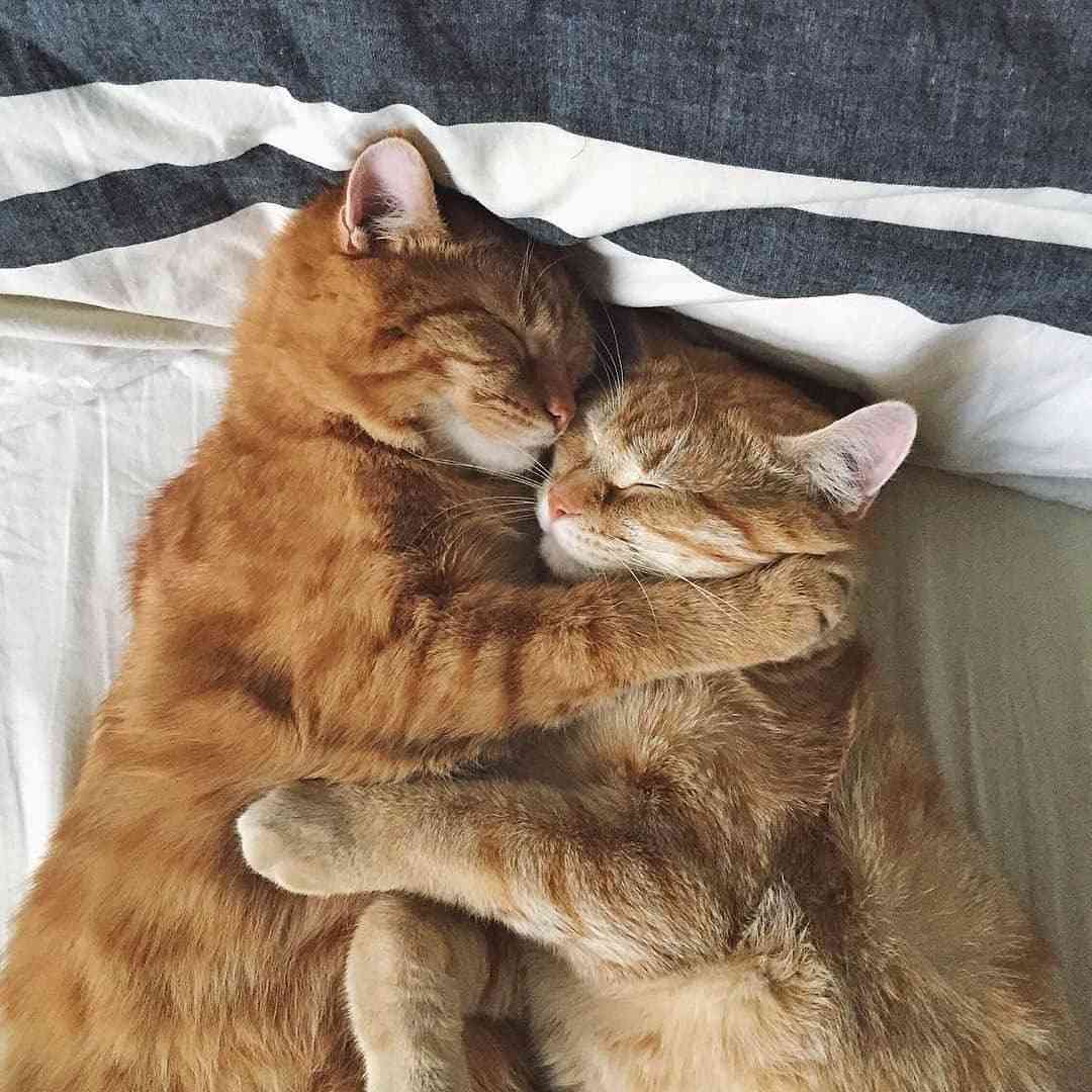 Hai Bé Mèo Ôm Nhau Ngủ