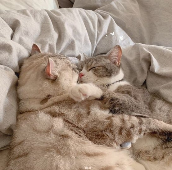 Hai Chú Mèo Ôm Nhau Ngủ Cực Dễ Thương