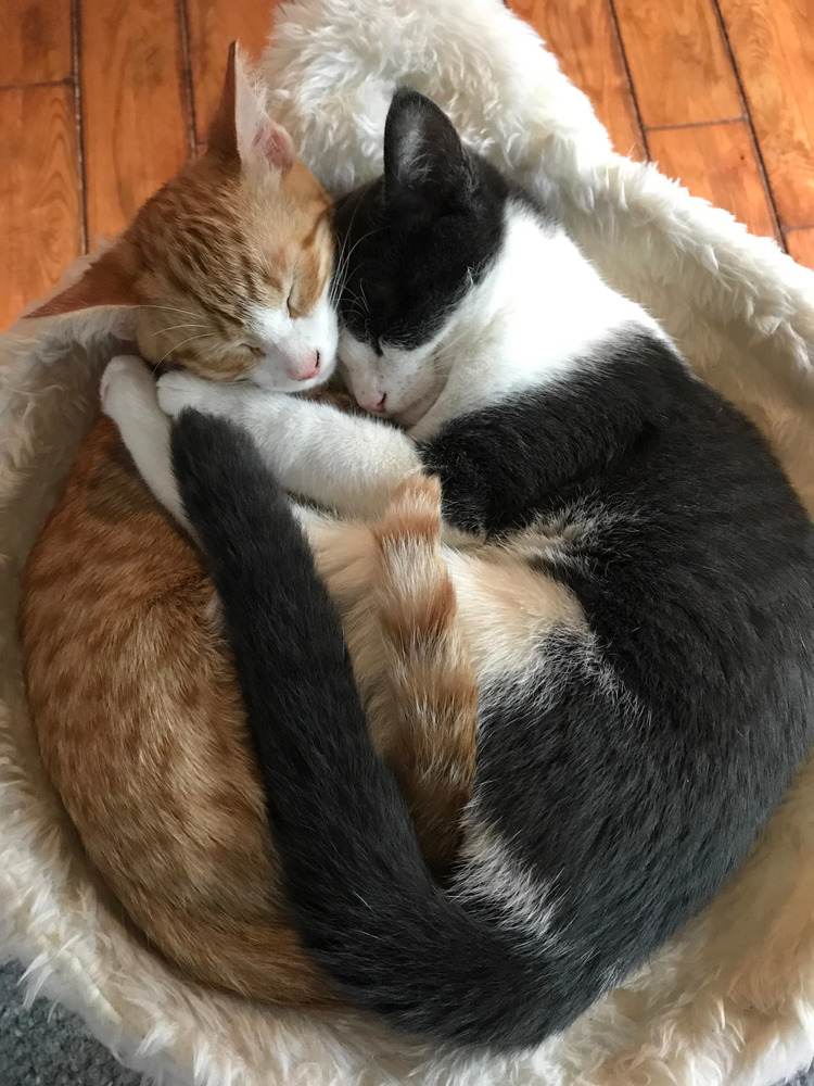 Hai Chú Mèo Ôm Nhau Ngủ