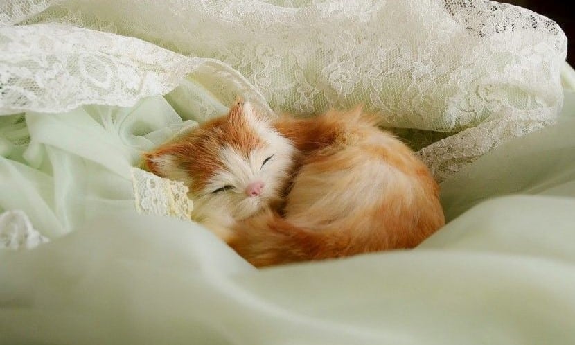 Hình Ảnh Về Mèo Ngủ Cute