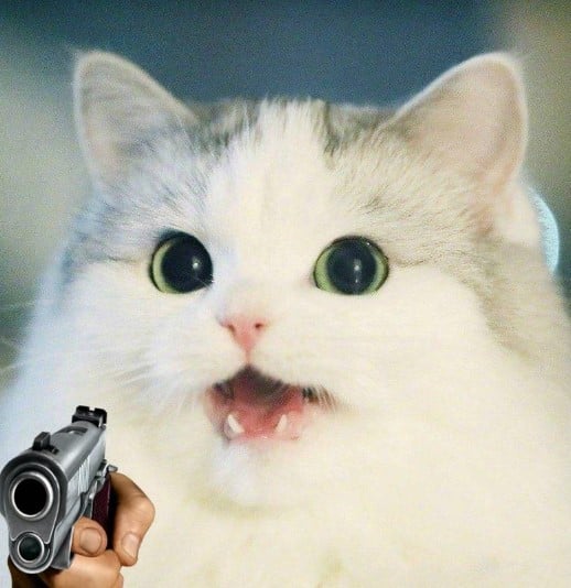 999+ Meme mèo cầm súng hài hước - Cute - Bựa nhất - Chăm Sóc Thú Cưng