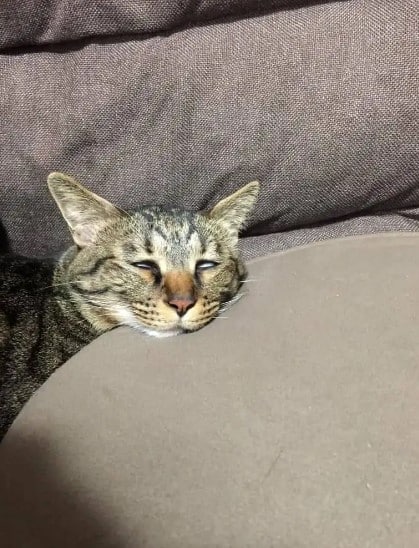 Hình Mèo Buồn Ngủ