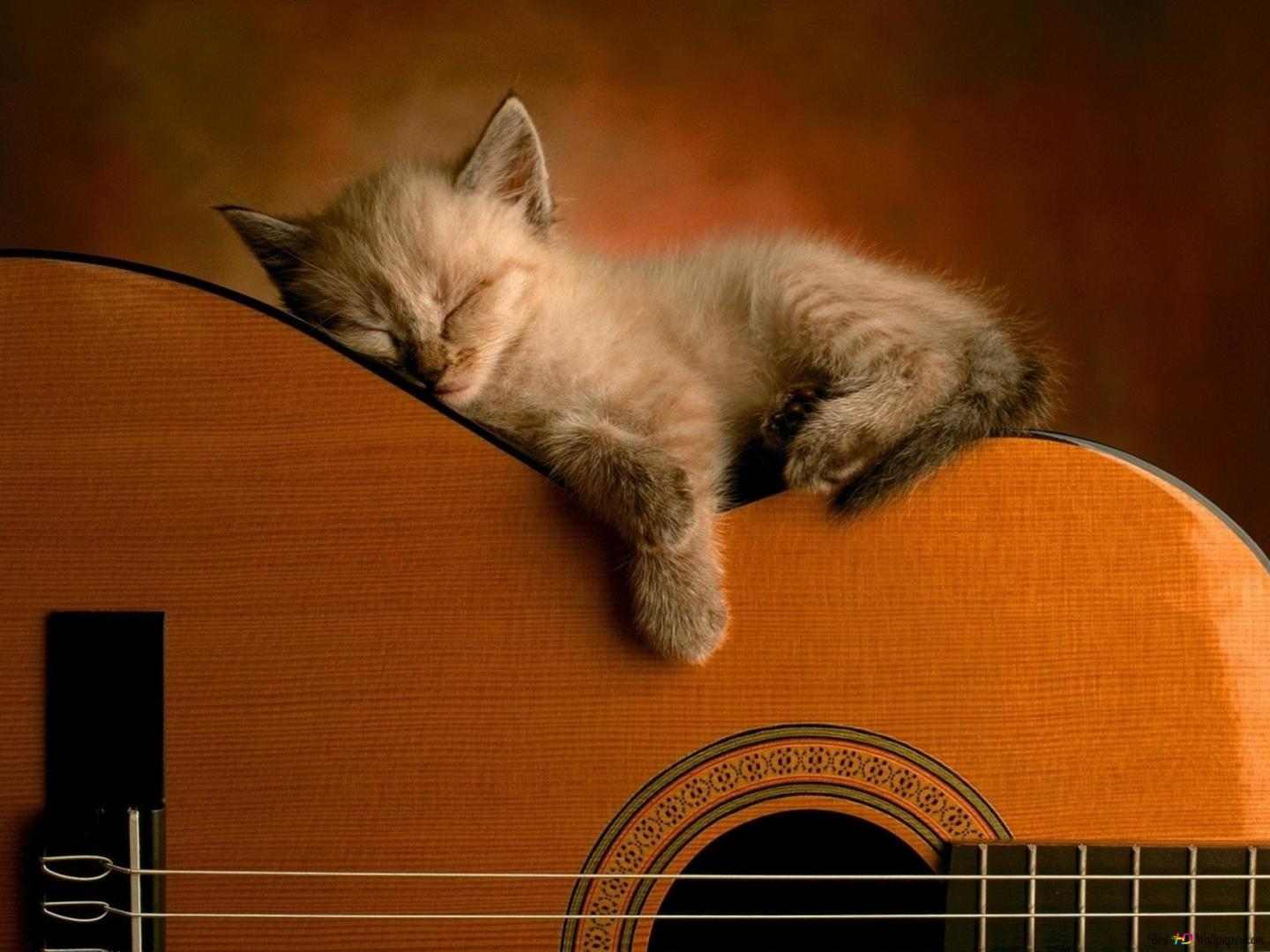 Hình Mèo Con Ngủ Ngon