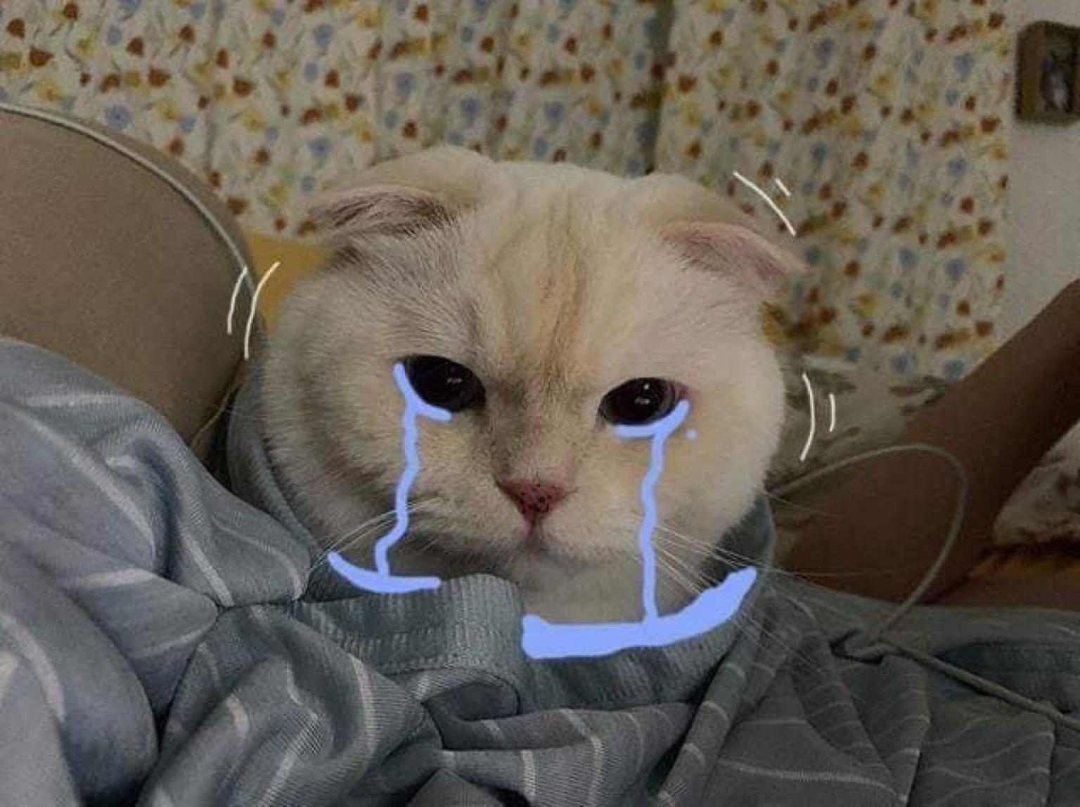 Hình ảnh chú mèo khóc đáng yêu