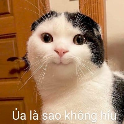 101+ Hình Ảnh Mèo Bựa, Meme Hài Hước Buồn Cười 'Gớt' Nước Mắt