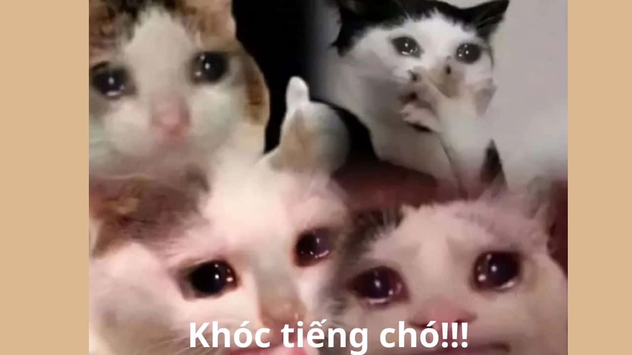 Khóc tiếng chó