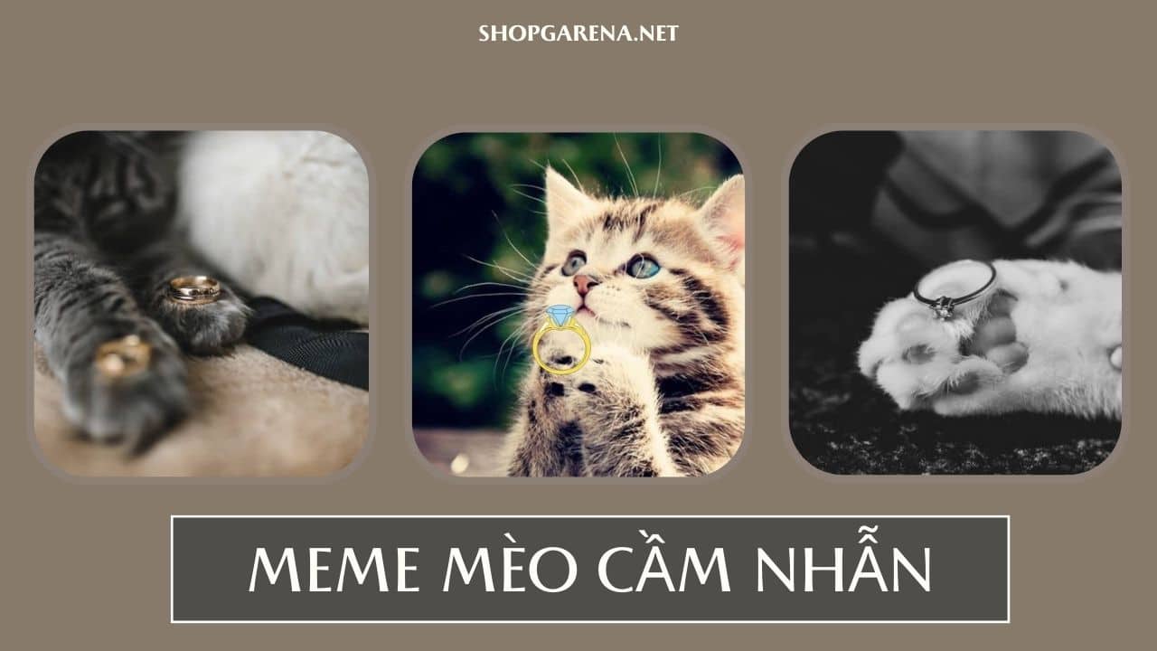 Meme Chú Mèo Cầm Nhẫn