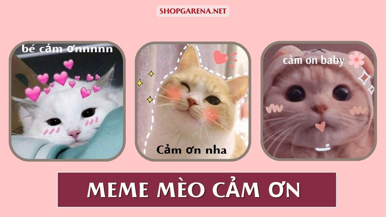 Meme Mèo Cảm Ơn