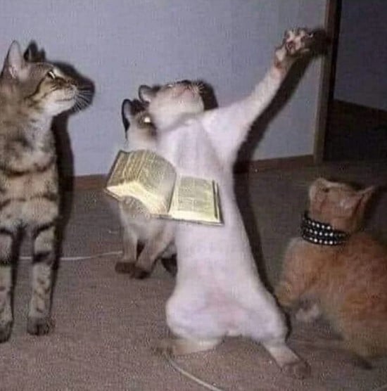 Meme Mèo Cầm Thánh Giá Cầu Nguyện