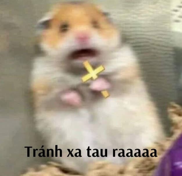 Meme Mèo Cầm Thánh Giá Hài