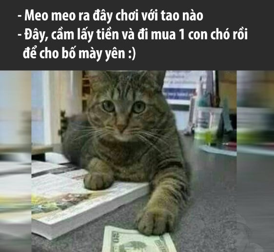 Meme Mèo Cầm Tiền Hài Bựa