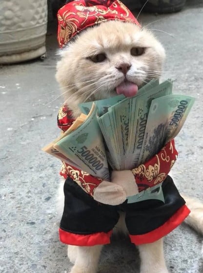 Meme Mèo Cầm Tiền