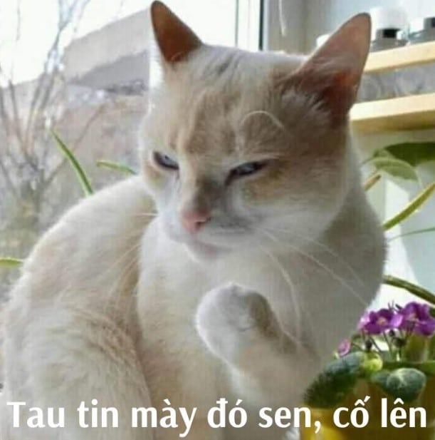 Meme Mèo Cố Lên Hài