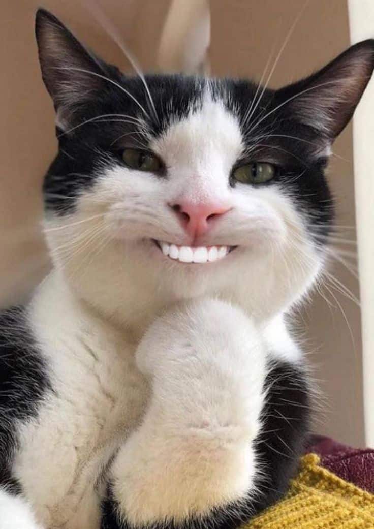Meme Mèo Cười Nhe Răng