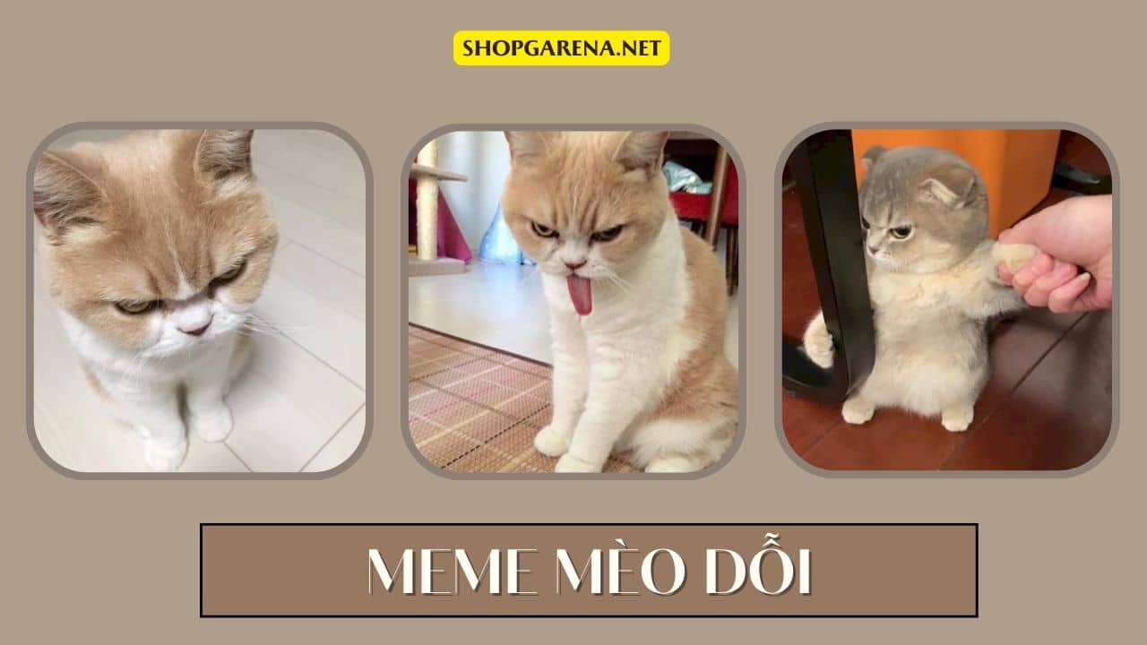 MEME MÈO - 99+ Ảnh Chế Meme Mèo Dễ Thương Điện Thoại, Máy Tính