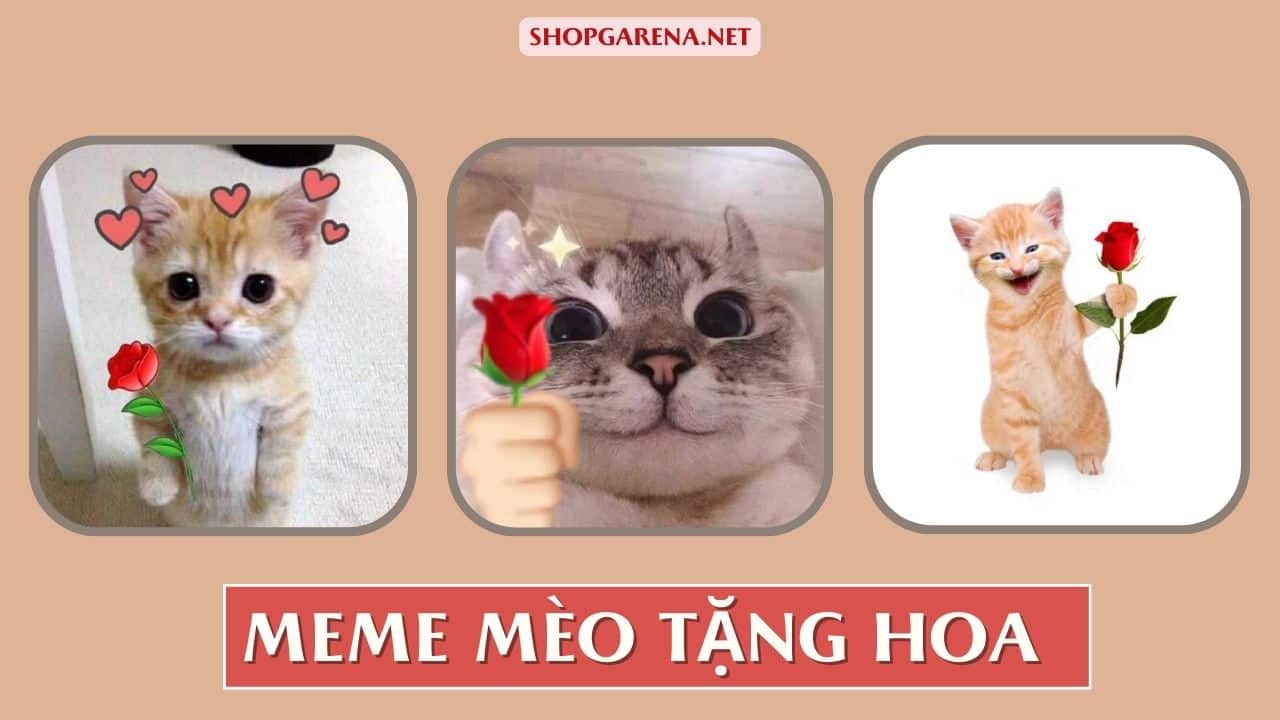 Meme Mèo Tặng Hoa
