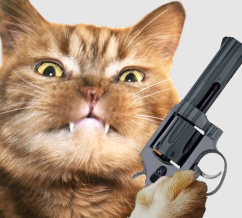 Chi tiết hơn 100 hình nền mèo cầm súng mới nhất - Tin học Đông Hòa