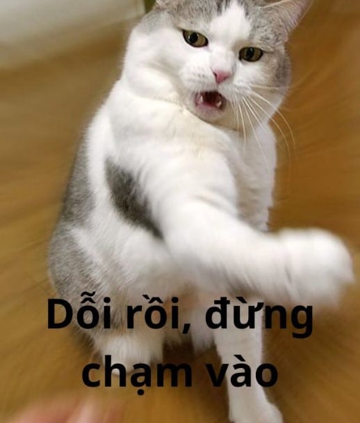 Mèo Dỗi Chủ