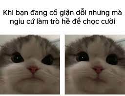 Mèo Giận Dỗi Đáng Yêu, Cute