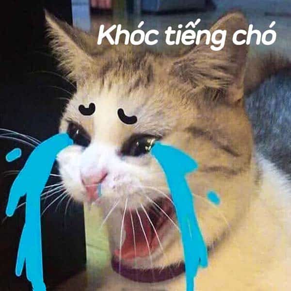 Mèo Khóc Tiếng Chó