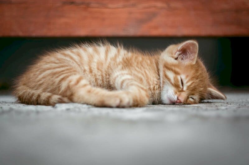 Mèo Nằm Ngủ Đáng Yêu