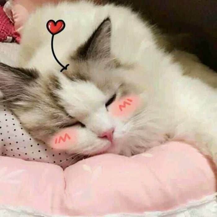 Mèo Ngủ Cute