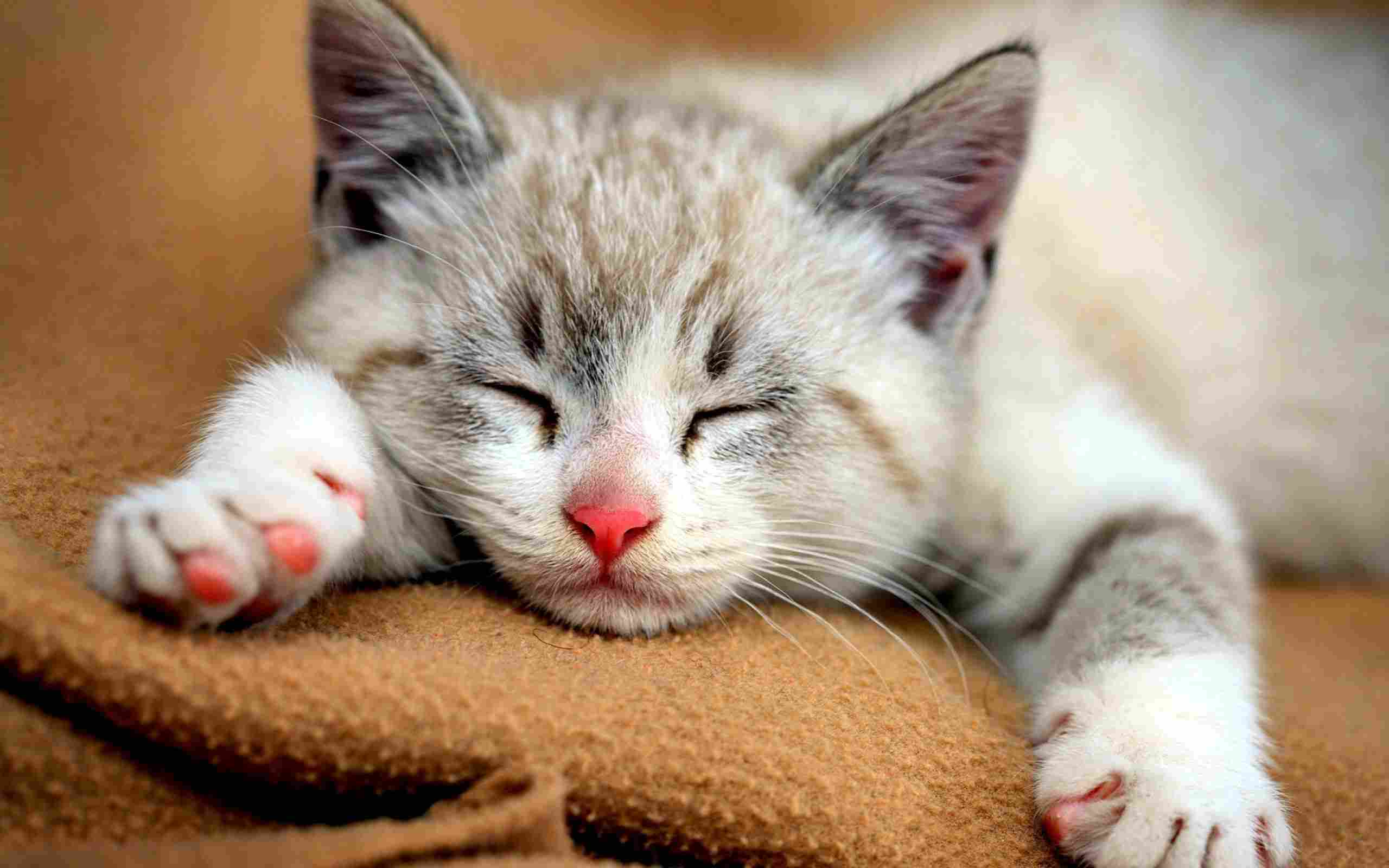 Mèo Ngủ Dễ Thương, Cute