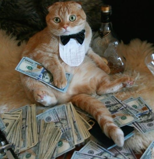 Mèo Ôm Nhiều Tiền