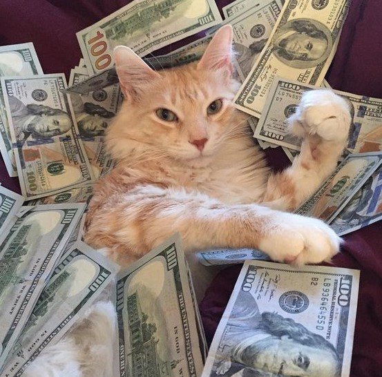 Mèo Ôm Tiền Chất