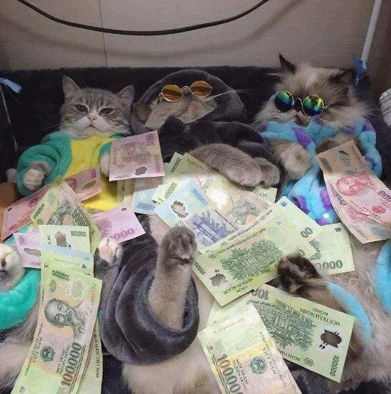 Mèo Ôm Tiền