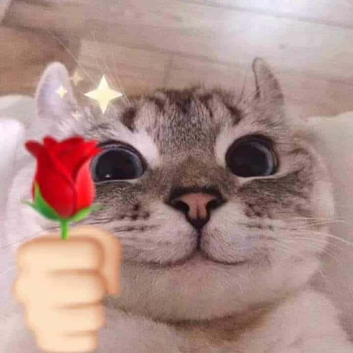 Mèo Tặng Hoa Hồng Cute