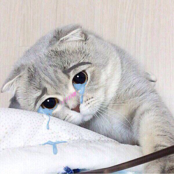 Mèo buồn khóc
