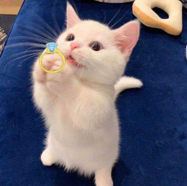 Mèo trắng tặng nhẫn cực đáng yêu