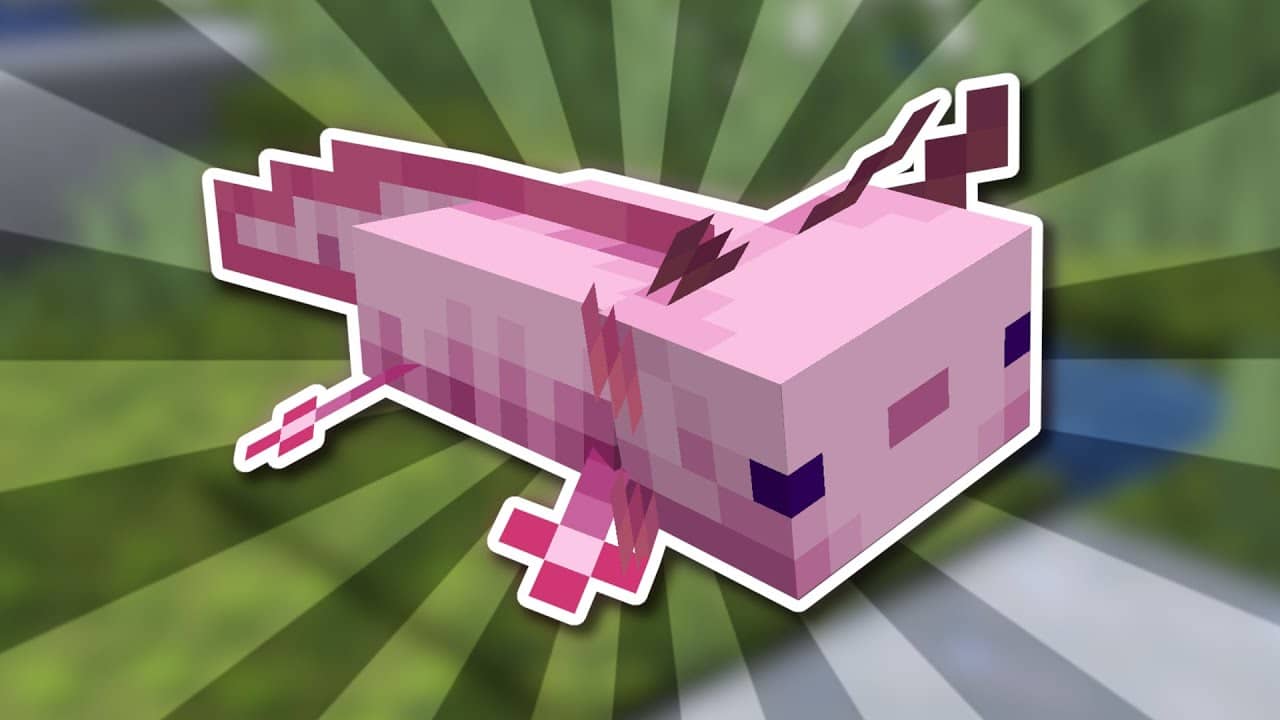 Hình ảnh Axolotl Minecraft đặc sắc