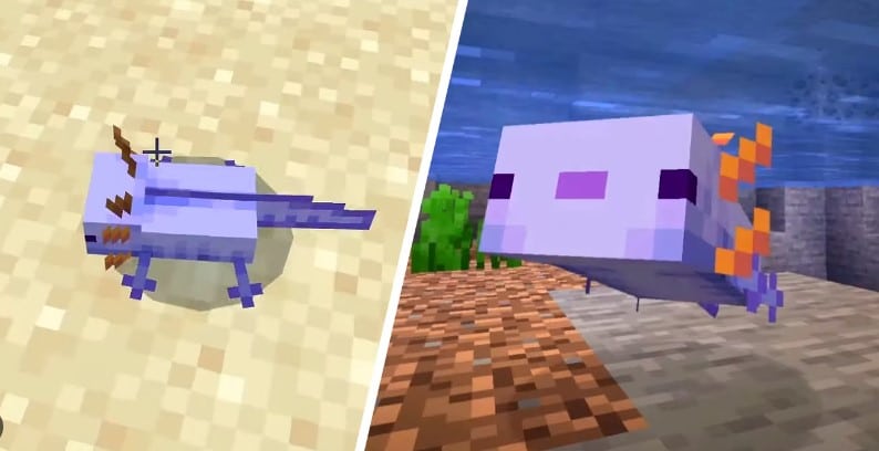 Hình ảnh Axolotl Minecraft thú vị