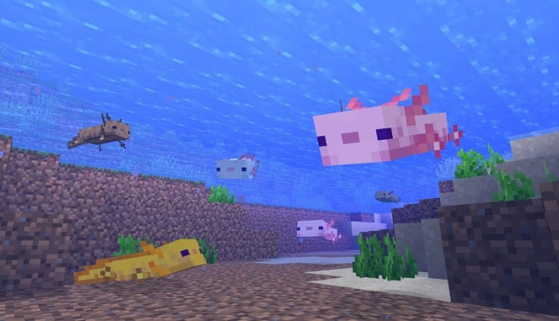 Tìm axolotl trong các vùng nước phù hợp