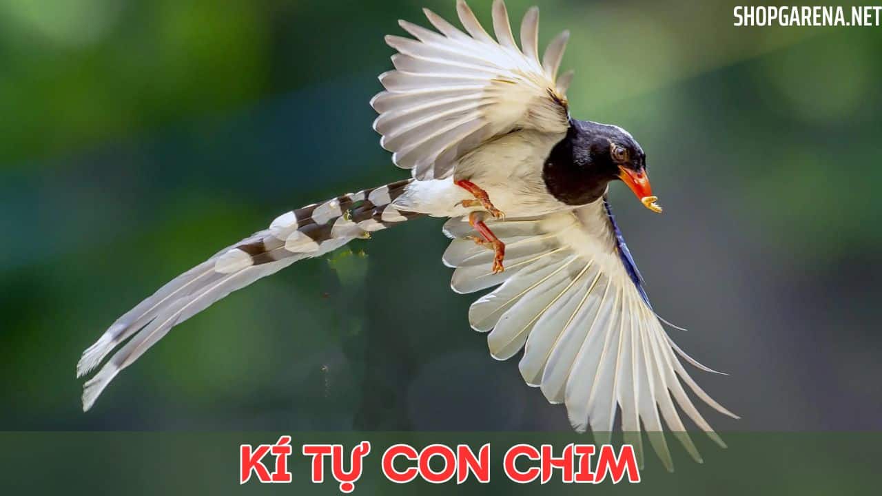 KÍ TỰ CON CHIM